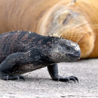3.PACK This is the content of your virtual “A” and “B” trip to Galápagos.