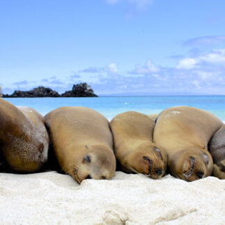 1.This is the content of your virtual “A” trip to Galápagos.
