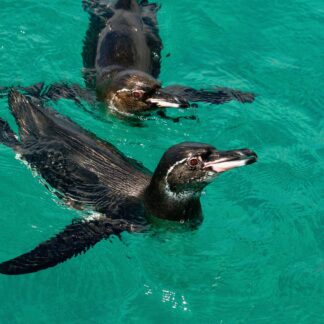 Fernandina Island (Punta Espinoza) duration 23.00min