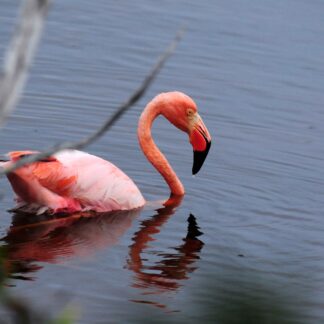 Floreana Island (Punta Cormorant) duration 15min 15s