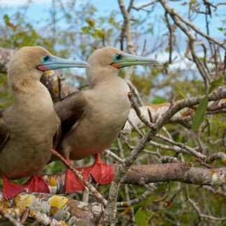 Genovesa Island (Prince Phillip Steps) duration 17min 49s