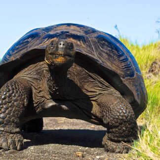 Isabela Island (Urbina Bay) duration 18min 46s