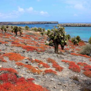 South Plaza Island, duration 15 min